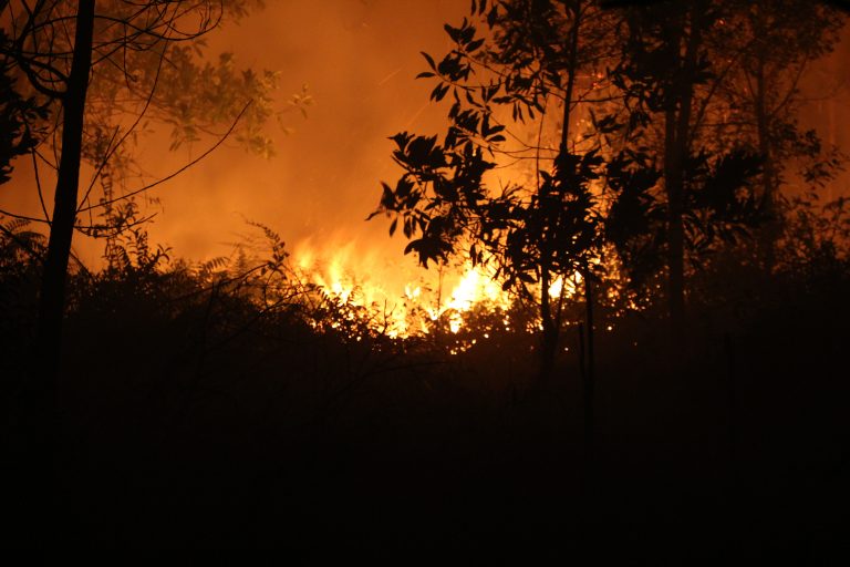 Lahan Terbakar ( Dok. Save Our Borneo )
