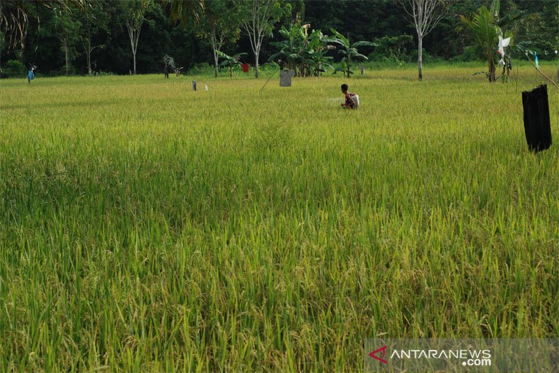 Petani