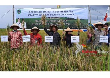 Bupati Seruyan Yulhaidir didampingi isteri Fauziah Yulhaidir saat melakukan panen padi di Desa Asam Baru Kecamatan Danau Seluluk, Kamis (19/3/2020). Foto : Ist