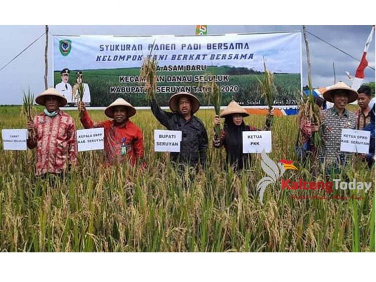 Bupati Seruyan Yulhaidir didampingi isteri Fauziah Yulhaidir saat melakukan panen padi di Desa Asam Baru Kecamatan Danau Seluluk, Kamis (19/3/2020). Foto : Ist