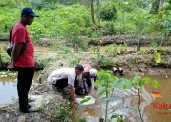 Petugas dari Dinas Perikanan menabur benih lele di Desa Batu Agung, Kecamatan Telaga Antang belum lama ini.
