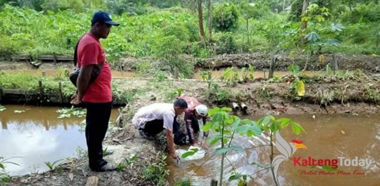 Petugas dari Dinas Perikanan menabur benih lele di Desa Batu Agung, Kecamatan Telaga Antang belum lama ini.