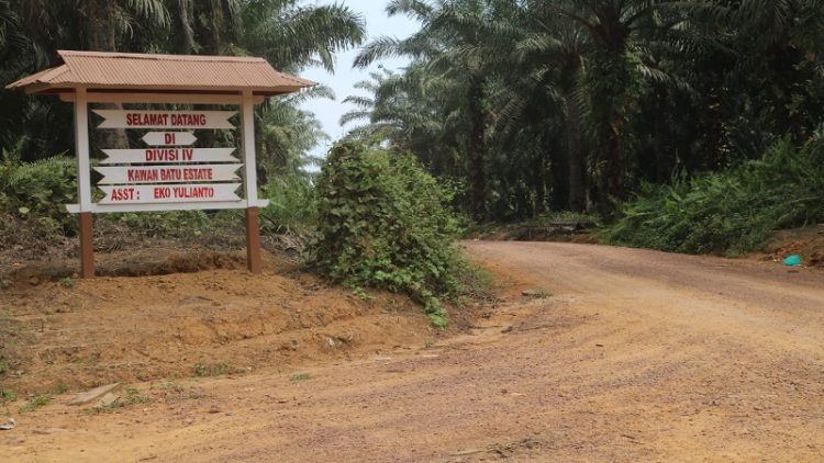 Perkebunan Sawit di Wilayah Utara Kotim.