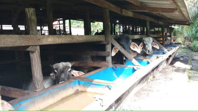 Sapi milik Paryono di Kecamatan Parenggean, pakan sapi terbuat dari limbah pelepah sawit hasil kerjasama perusahaan sawit dan kelompok ternak setempat.