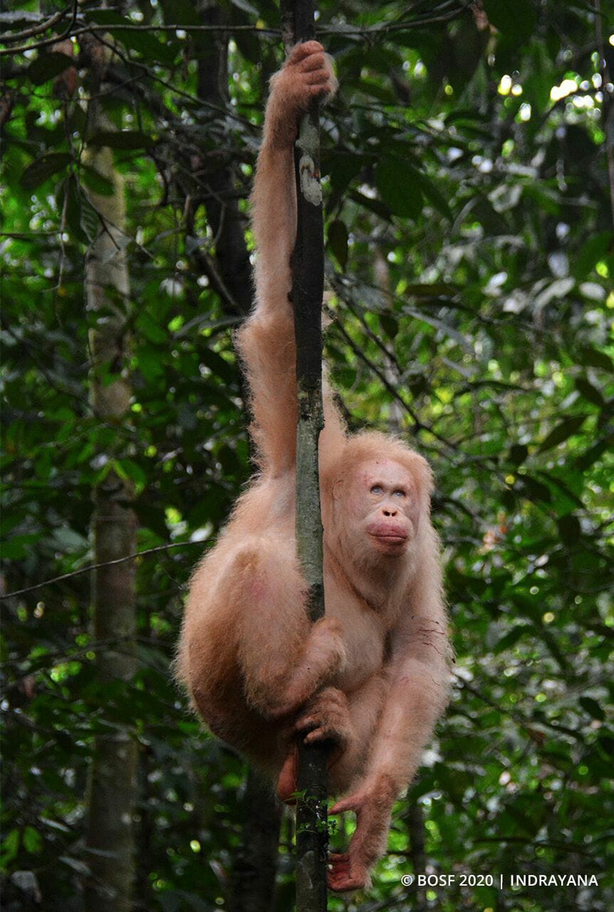 Albino