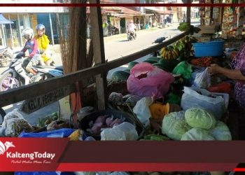 Harga Jahe Merah Tembus Rp 120 Ribu Perkilo Di Seruyan