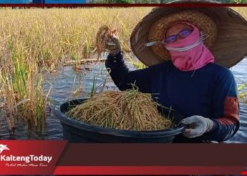 Petani Barsel, Terancam Gagal Panen Akibat Banjir