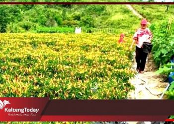 Petani Di Gumas Ingin Perluas Lahan Untuk Menanam Cabai