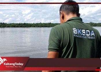 BKSDA Sampit Lepasliarkan Bidawang 16 Kg di Sungai Mentaya