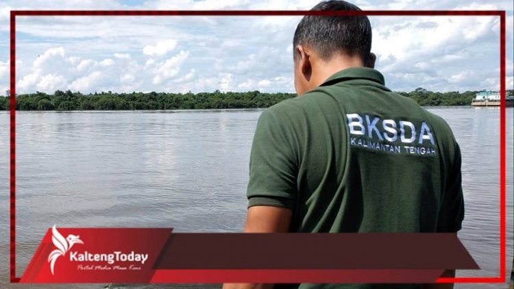 BKSDA Sampit Lepasliarkan Bidawang 16 Kg di Sungai Mentaya