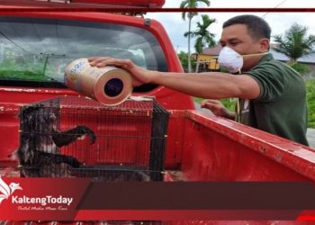 BKSDA Sampit Lepasliarkan Hirangan dan Biawak