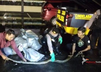 BKSDA Pos Sampit Amankan Ular Sanca Kembang Sebanyak 10 Karung