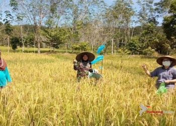 Kelompok Tani di Gumas Ini Juga Terapkan Physical Distancing Saat Panen