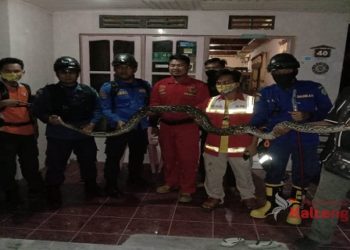 Geger Ular Sanca Kembang 4 Meter Masuk Kandang Ayam Warga