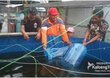 Budidaya Ikan di Kotim Terkena Dampak Pandemi Covid-19