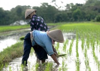 GEBER-MLT Kalteng Salah Satu Solusi Atasi Kerawanan Pangan