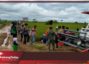 Terkendala Jalan, Harga Jual Gabah Petani Teluk Sampit Merosot