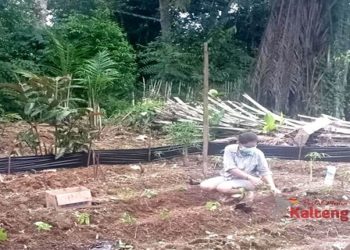 Legislator Gumas Ajak Masyarakat Bercocok Tanam di Pekarangan