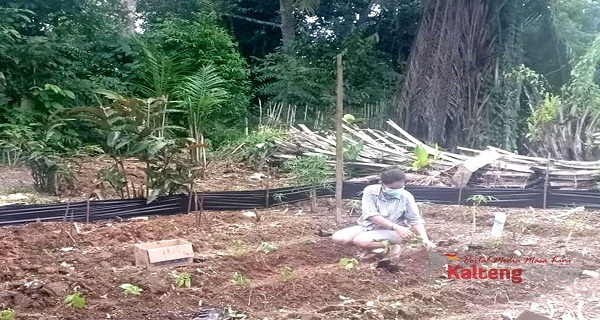 Legislator Gumas Ajak Masyarakat Bercocok Tanam di Pekarangan