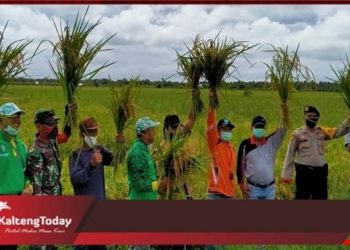 Petani Kecamatan Teluk Sampit Panen Raya, 10 Ton Gabah Kering
