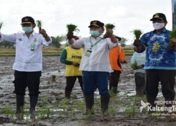 Menteri Pertanian Canangkan Gerakan Tanam Padi Serentak Di Belanti Siam