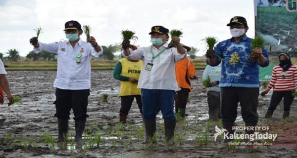 Menteri Pertanian Canangkan Gerakan Tanam Padi Serentak Di Belanti Siam