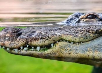 Video Buaya Terkam Warga Itu Bukan Terjadi di Kotim