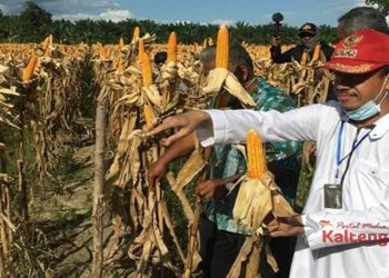 Bupati Seruyan Hadiri Panen Jagung Dua Hektar Di Bangkal