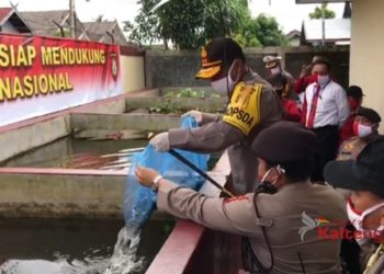 Dukung Ketahanan Pangan, Kapolda Kalteng Panen Sayur dan Semai Ribuan Bibit Ikan di Mako Samapta