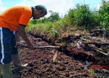 Ini Kekhawatiran Petani di Pulang Pisau Terhadap Program Food Estate