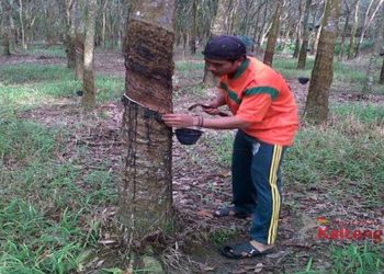 Harga Karet Anjlok Rp. 5 Ribu Per Kg, Petani Semakin Terjepit