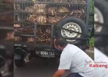 Mobil Pengangkut Ayam Masuk Parit, Ratusan Mati.