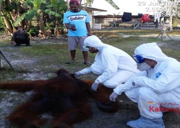 Masuk Kebun Nenas Warga , Satu Orangutan Diamankan BKSDA Pos Sampit