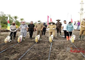Bupati Gumas: Melalui Gerakan Tanam Jagung, Usaha Tani Meningkat
