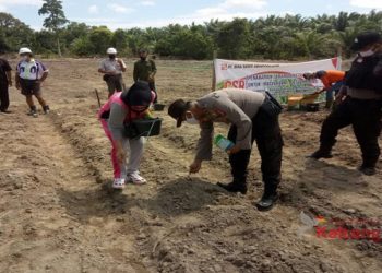 Polsek Hanau Tanam Bibit Jagung Di Rungau Raya
