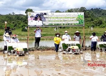 Pemkab Gumas Lakukan Gerakan Tanam Padi Sawah