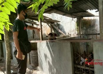 Pelaku Pencurian 10 Ekor Babi Ditangkap Polisi