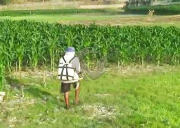 Kabar Baik Peladang, Pemkab Gumas Kaji  Izin Bakar Lahan