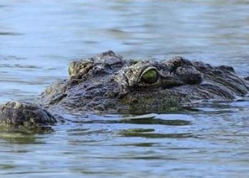 Buaya Sempat Serang Warga Desa Handil Sohor