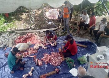 PDI Perjuangan Kalteng Kurban 4 Sapi
