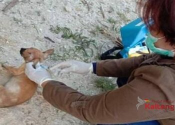 Cegah Rabies, Distan Gumas Telah Vaksin 933 Ekor Hewan