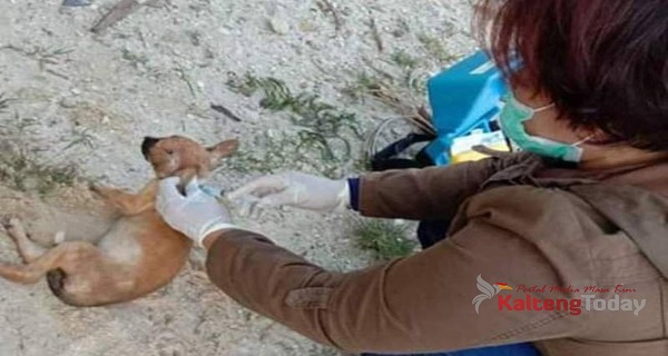 Cegah Rabies, Distan Gumas Telah Vaksin 933 Ekor Hewan