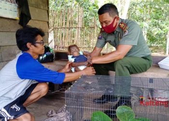 Pergi Memancing, Warga Temukan Bayi Orangutan