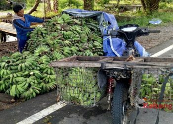 Pasca Diserang Bakteri, Pertanian Pisang Kepok Di Seruyan Hilir Timur Kembali Menggeliat