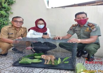 Warga Serahkan Seekor Kukang Kepada BKSDA Pos Sampit