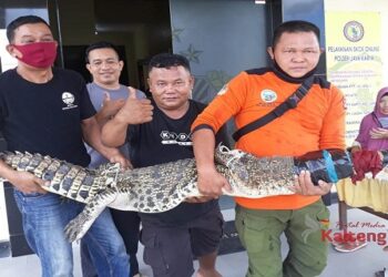 Buaya Sepanjang 2 Meter Dekati Rumah Warga Mentaya Hilir Selatan