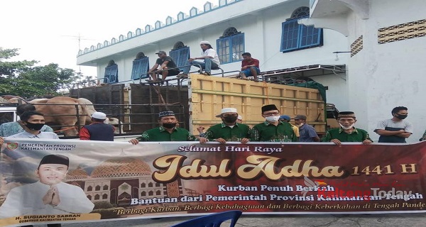 38 Ekor Sapi Kurban Pemprov Kalteng Untuk Kabupaten Kapuas