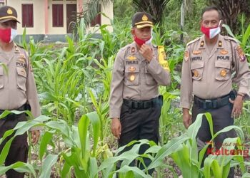 Jaga Stabilitas Pangan, Wakapolres Barsel Cek Kebun Ketahanan Pangan