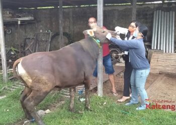 Akibat Pandemi Covid 19, Penjualan Sapi Kurban di Kapuas Turun 30 Persen
