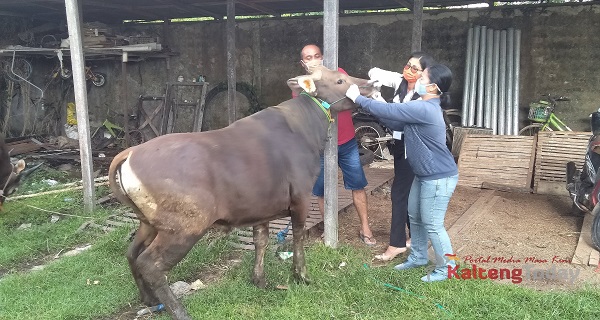 Akibat Pandemi Covid 19, Penjualan Sapi Kurban di Kapuas Turun 30 Persen